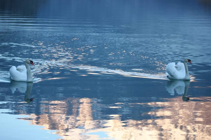 Cigni nel Lago di Como